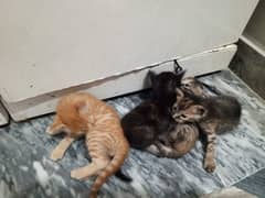 Kittens for free | 4 Non Breed Kittens