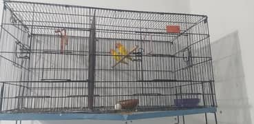 love bird pair with 2 portion cage