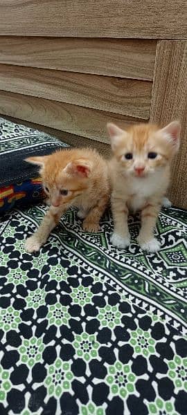 Persian Doll Face Kittens Age 3 Weeks 4
