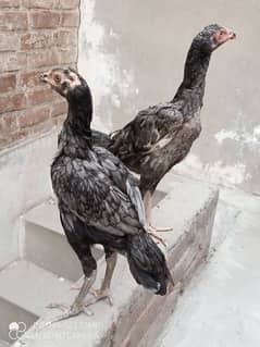 ASEEL sindhi pair good quality birds 0