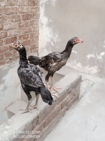ASEEL sindhi pair good quality birds 2