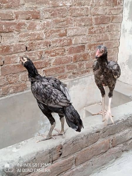 ASEEL sindhi pair good quality birds 3