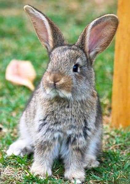 Beautiful rabit bunny 16