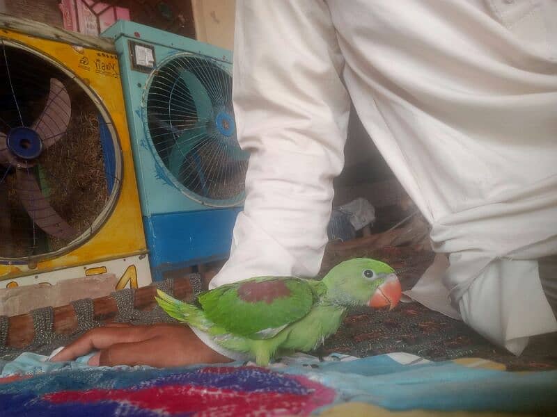 raw baby parrot 1