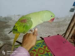 kashmeri Raw parrot 0