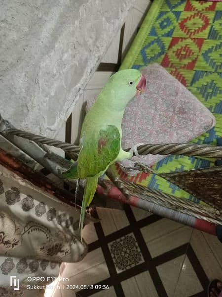 kashmeri Raw parrot 2