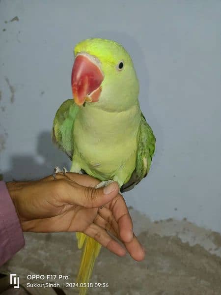 kashmeri Raw parrot 3