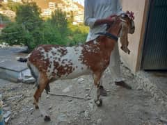 punjabi goat