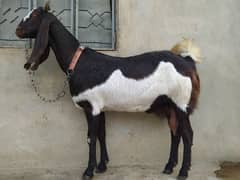 Kamori Cross Bakri/goat
