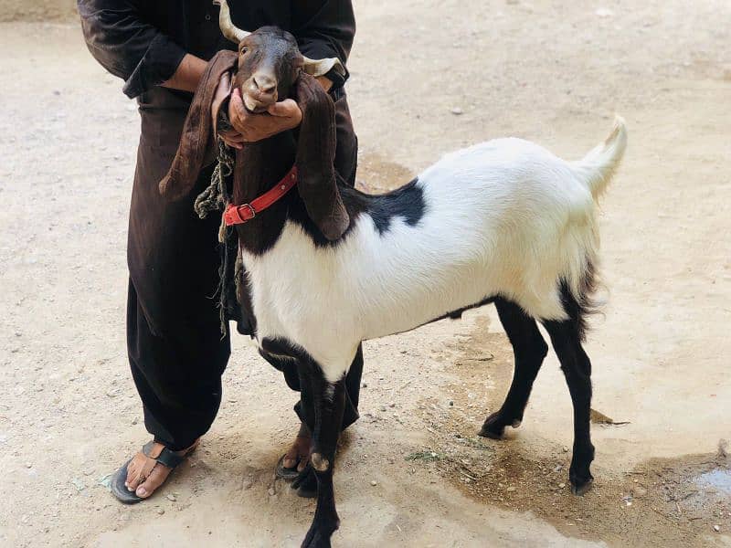 Khasi 2 dant Bakra available for sale 1