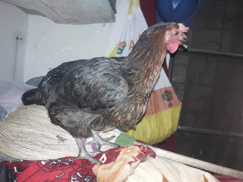 Hen sale islamabad 0