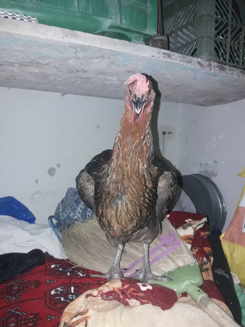 Hen sale islamabad 1