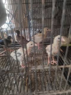 Purebred Aseel Chicks for Sale - Healthy and Vaccinated!