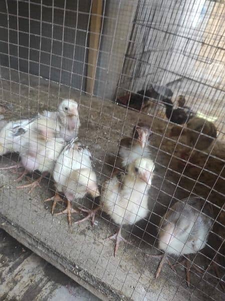 Purebred Aseel Chicks for Sale - Healthy and Vaccinated! 2