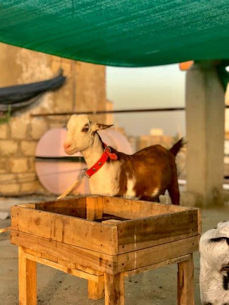 qurbani goats for sale 2