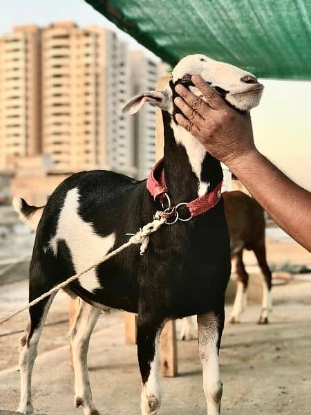 qurbani goats for sale 3