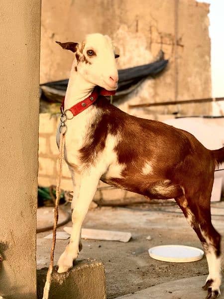 qurbani goats for sale 4