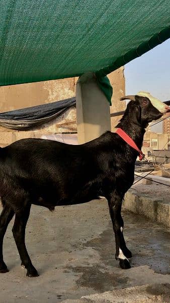 qurbani goats for sale 5