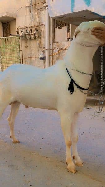 qurbani goats for sale 6