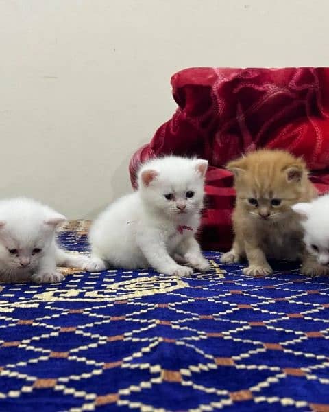 Pure Persian Kittens 1