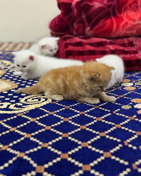 Pure Persian Kittens 2