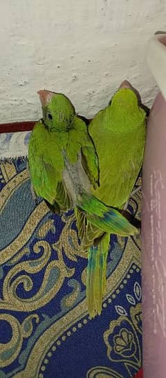 Ring neck green parrot pair