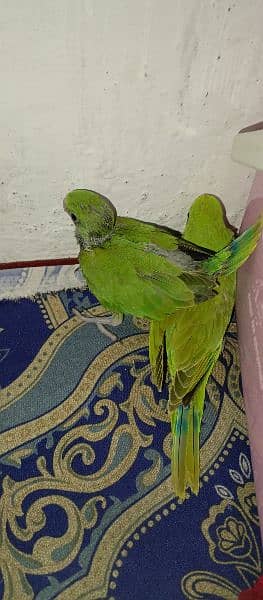 Ring neck green parrot pair 1