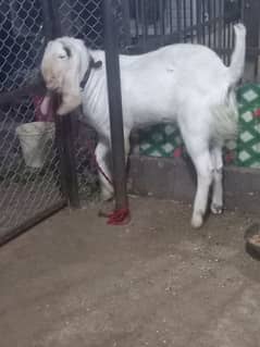 Makhi chini / Maki chini / Rajanpuri / Goat / Bakry / Desi / Desi goat