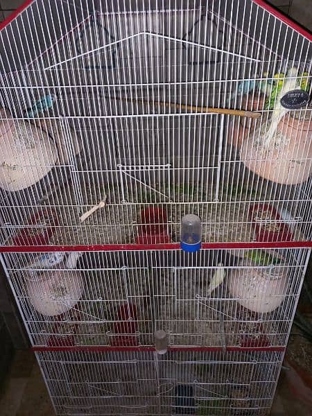 15 to 20 pair of budgies with 2 cages 1