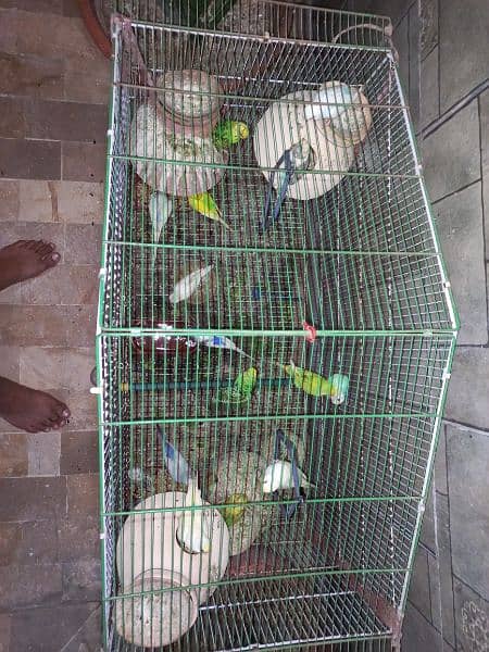 15 to 20 pair of budgies with 2 cages 2