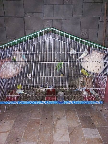 15 to 20 pair of budgies with 2 cages 3