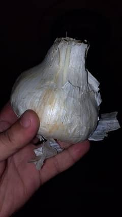 G1 Garlic 0
