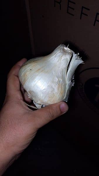 G1 Garlic 1