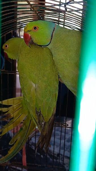 Green parrot 3