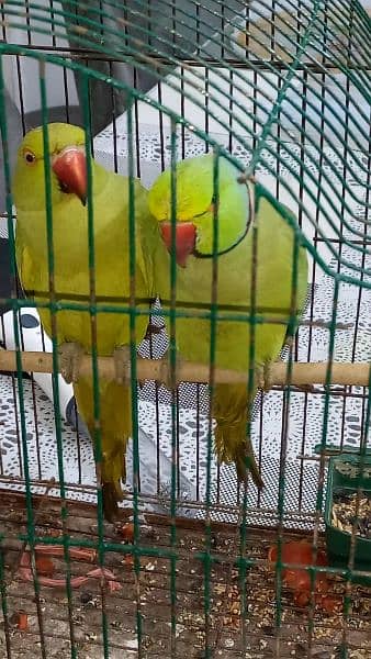 Green parrot 4