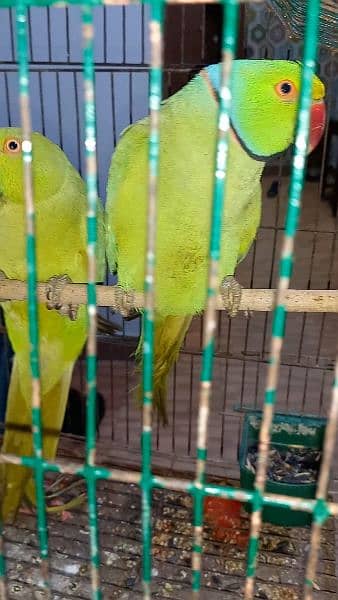 Green parrot 5