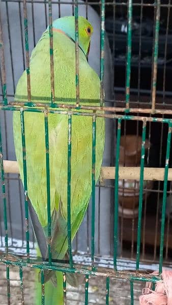 Green parrot 6