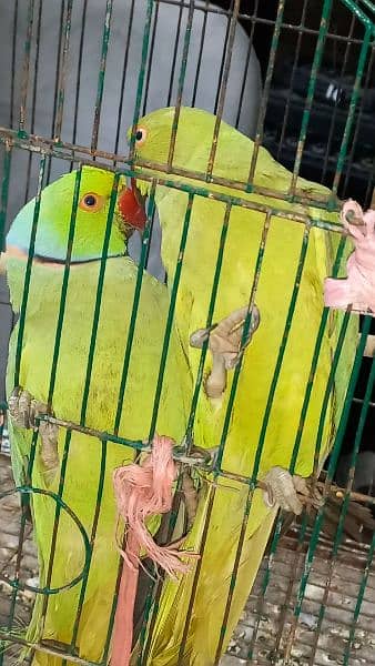 Green parrot 8