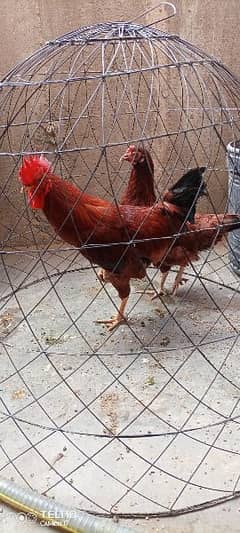 Misri pair egg lying available for sale
