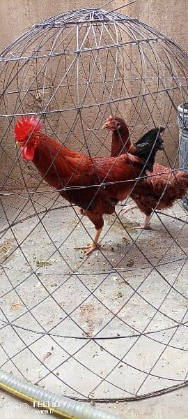 Misri pair egg lying available for sale 1