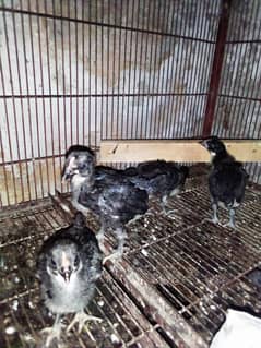 Austrolop chicks 2 month old