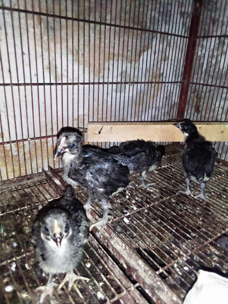 Austrolop chicks 2 month old 0