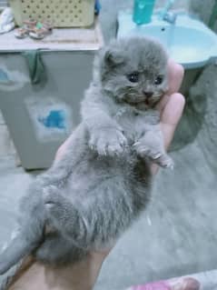 Persian Kitten Smoky Ash Grey 0