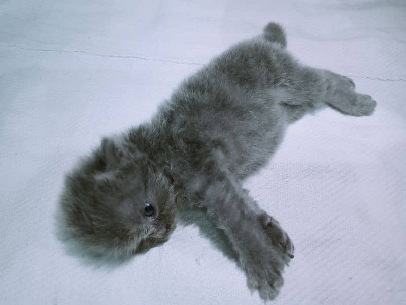 Persian Kitten Smoky Ash Grey 1