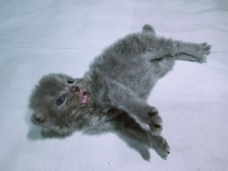 Persian Kitten Smoky Ash Grey 2