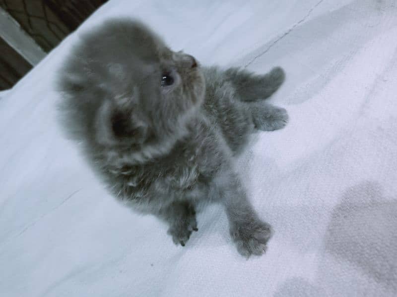 Persian Kitten Smoky Ash Grey 4