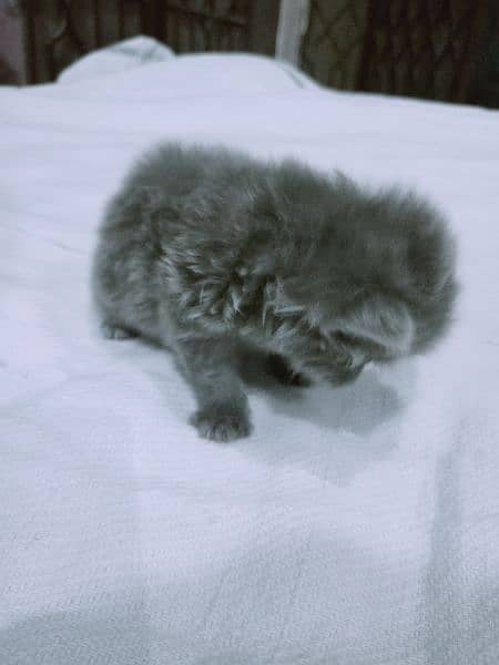 Persian Kitten Smoky Ash Grey 5