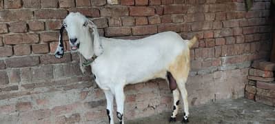 female Goat 4 Qurbani Healthy and active 0