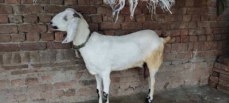 female Goat 4 Qurbani Healthy and active 1