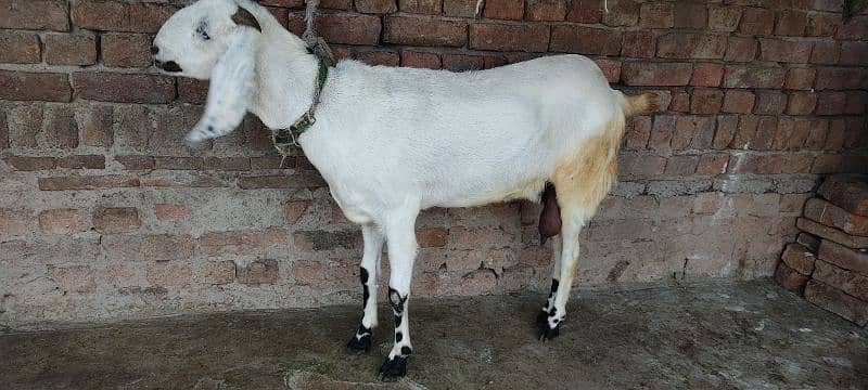 female Goat 4 Qurbani Healthy and active 2